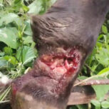 Cerdos y reses de Cintalapa contagiados del gusano barrenador. Foto: Cortesía