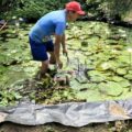 De basurero a humedal de stagabe’ñe y mudubina: Así construyó Francisco, un hombre zapoteca una fuente de vida en Juchitán, Oaxaca
Foto: Istmo Press