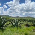 Los paneles solares que amenazan a los magueyes en Hidalgo 
Texto y fotos: Camilo Ocampo