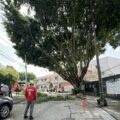 La organización vecinal detiene el derribo de un árbol de 50 años en Santa Irene 
Foto: Zona Docs