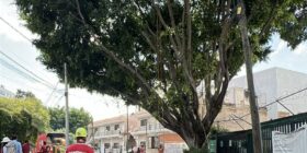 La organización vecinal detiene el derribo de un árbol de 50 años en Santa Irene 
Foto: Zona Docs