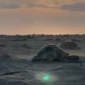 Arribazón de tortugas golfina en Playa Escobilla, Oaxaca: 343 mil ejemplares depositan 34.3 millones de huevos bajo resguardo naval 1