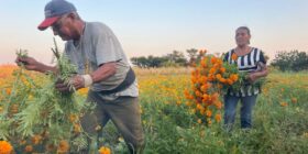 Victorina e Isaías, 40 años de cultivar Flor de Muerto en Oaxaca 1