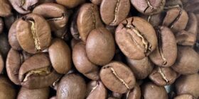 Especialistas de la UNICACH investigan optimización del café. Foto: Cortesía