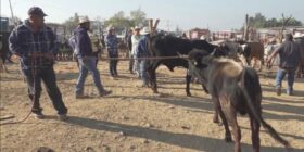 Preocupa a ganaderos aumento de gusano barrenador; hay dos casos de Miasis en humanos 1